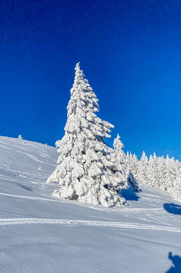 Ferienwohnungen Am Skilift Herrischried Exteriér fotografie